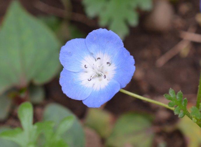 喜林草 快懂百科