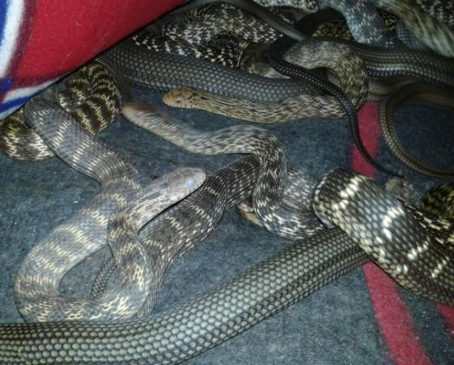 王锦蛇 快懂百科