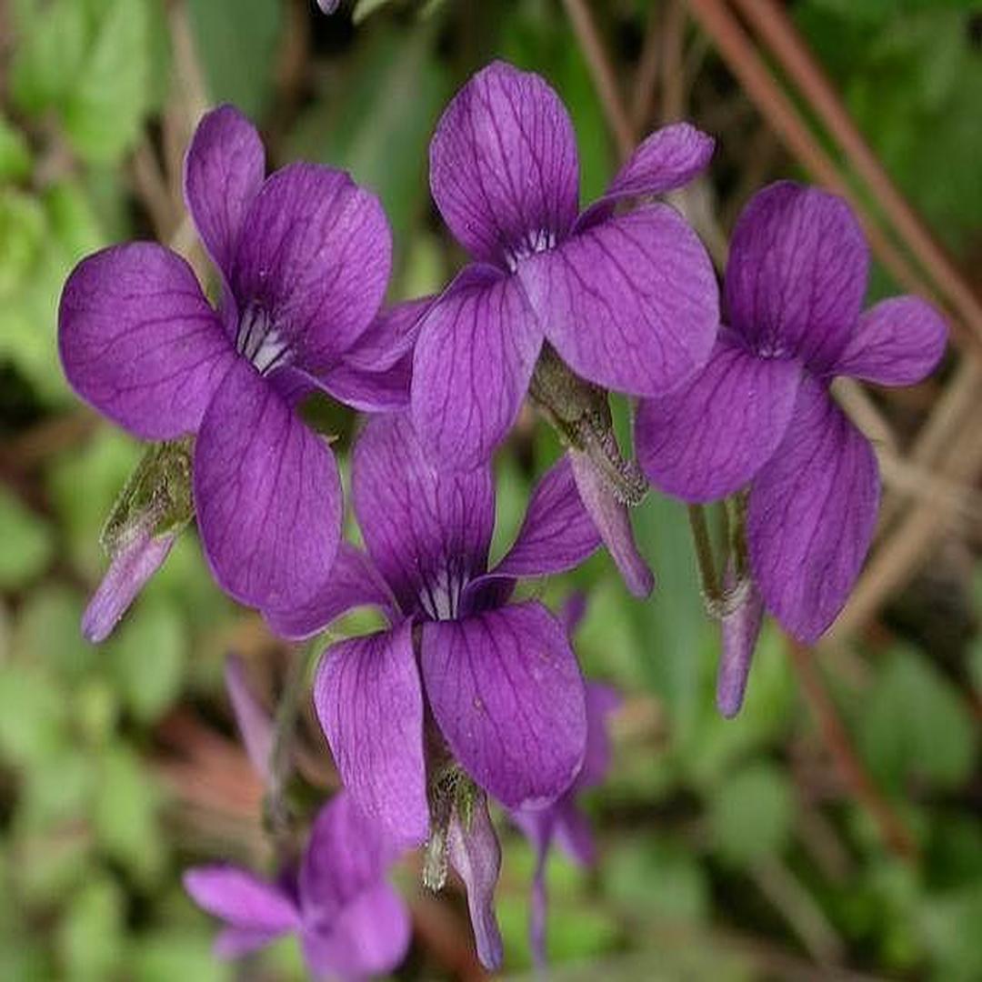 紫花地丁 堇菜科堇菜属植物 头条百科