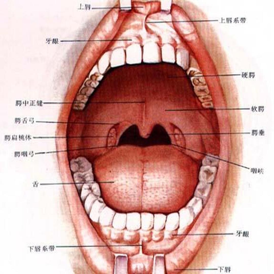 扁桃体的位置示意图图片