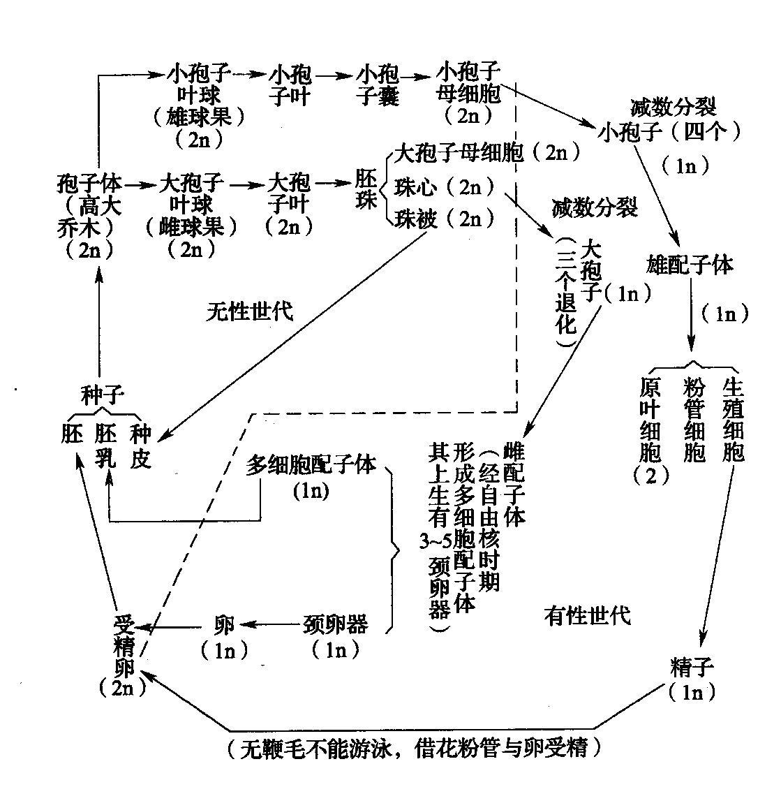 植物生活史 快懂百科