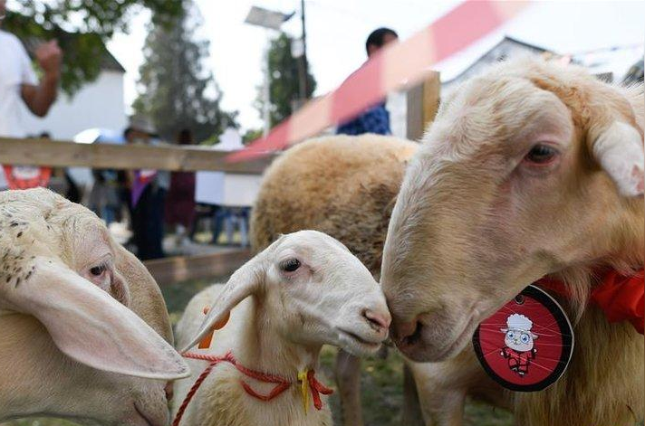 湖羊 偶蹄目牛科动物 头条百科