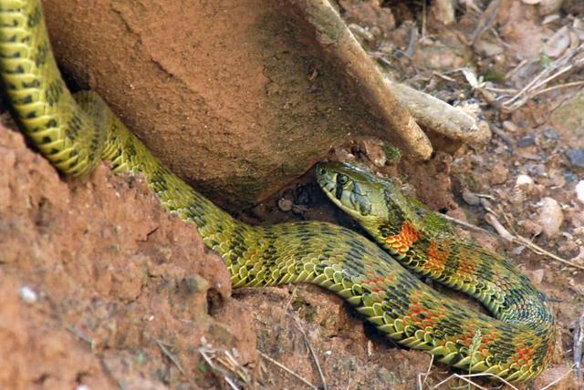 王锦蛇 快懂百科