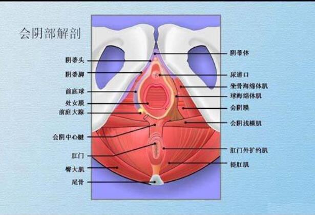 会阴体