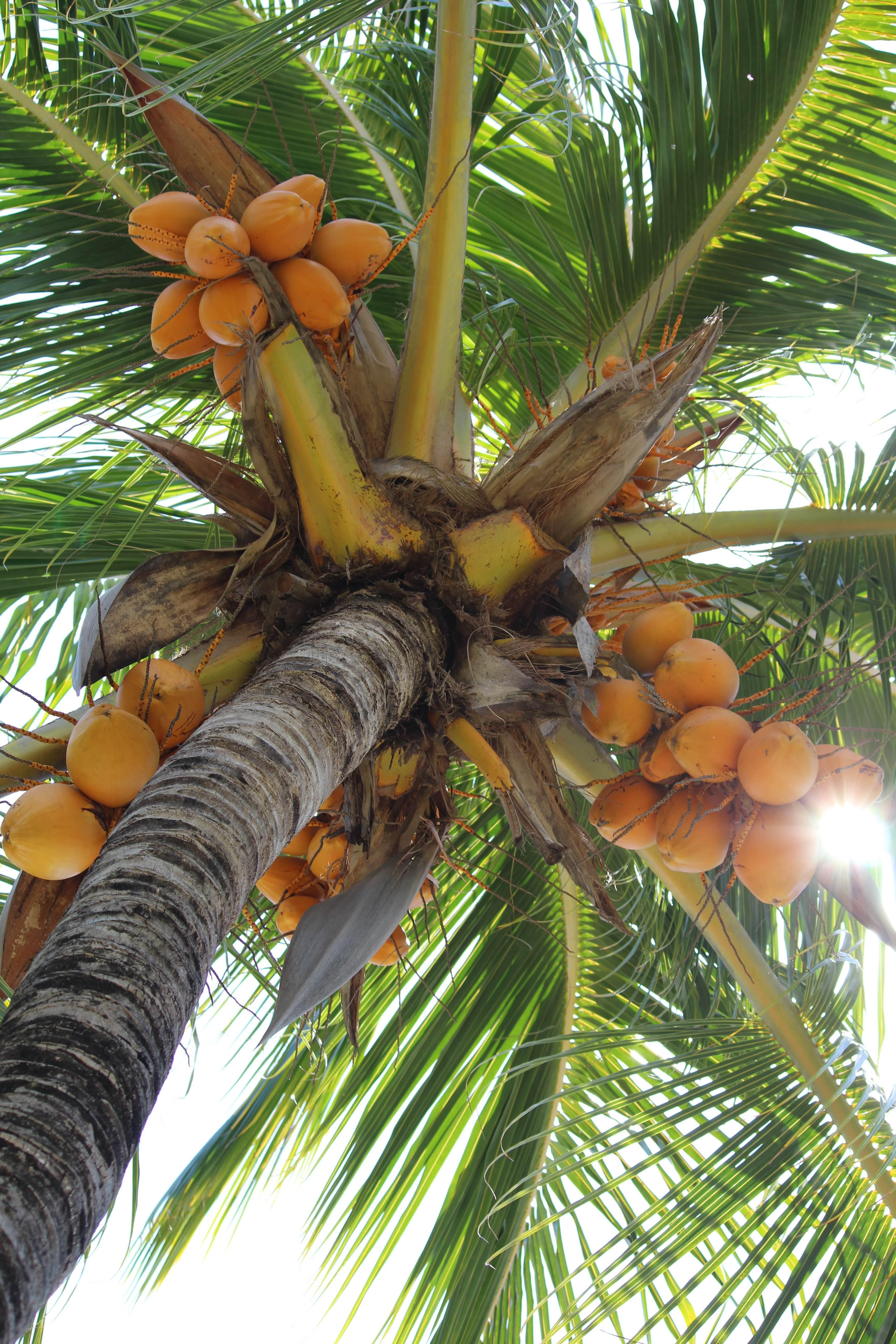 椰子树椰果仰拍夏季丰收图片素材-编号33501057-图行天下
