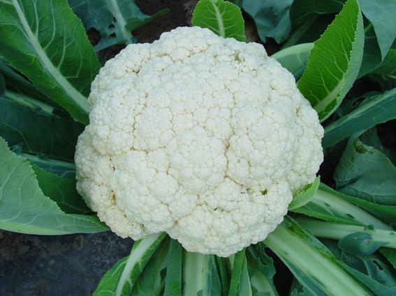 松花菜 快懂百科