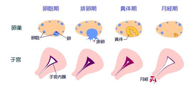 月经 月经 头条百科