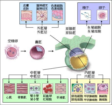 胚胎发育