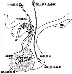 編輯衰退症最新發現目錄腺垂體是體內最重要的內分泌腺,是腦基底部