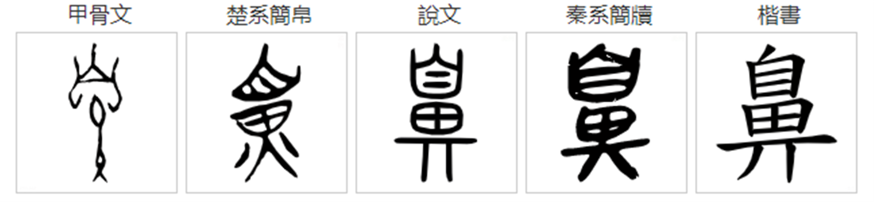 鼻 - 快懂百科