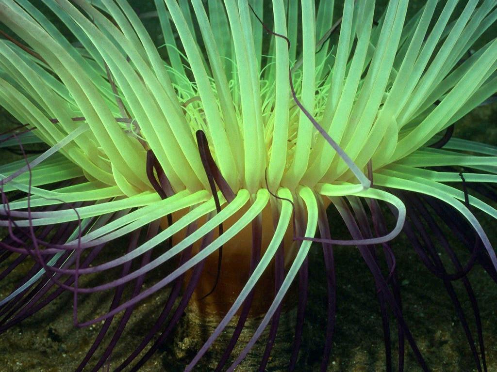 深海底栖生物_形态特征_品种介绍_分布地域 - 头条百科