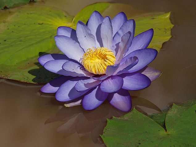 澳洲巨花睡莲 快懂百科