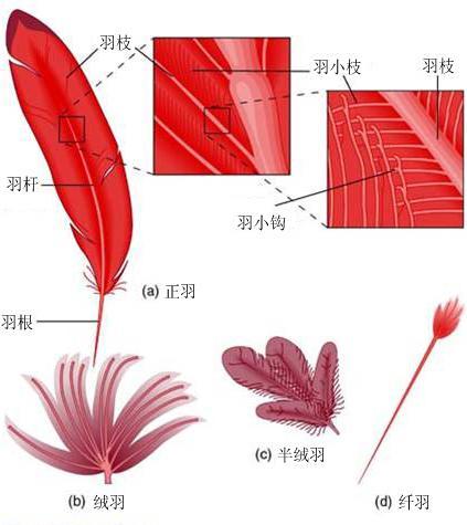 羽毛 快懂百科