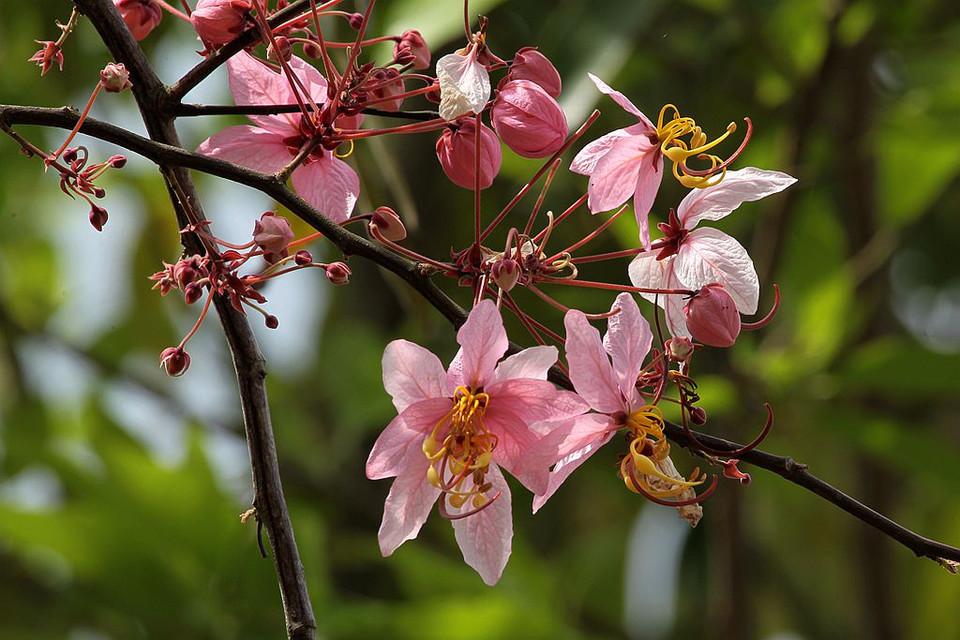 花旗木 快懂百科