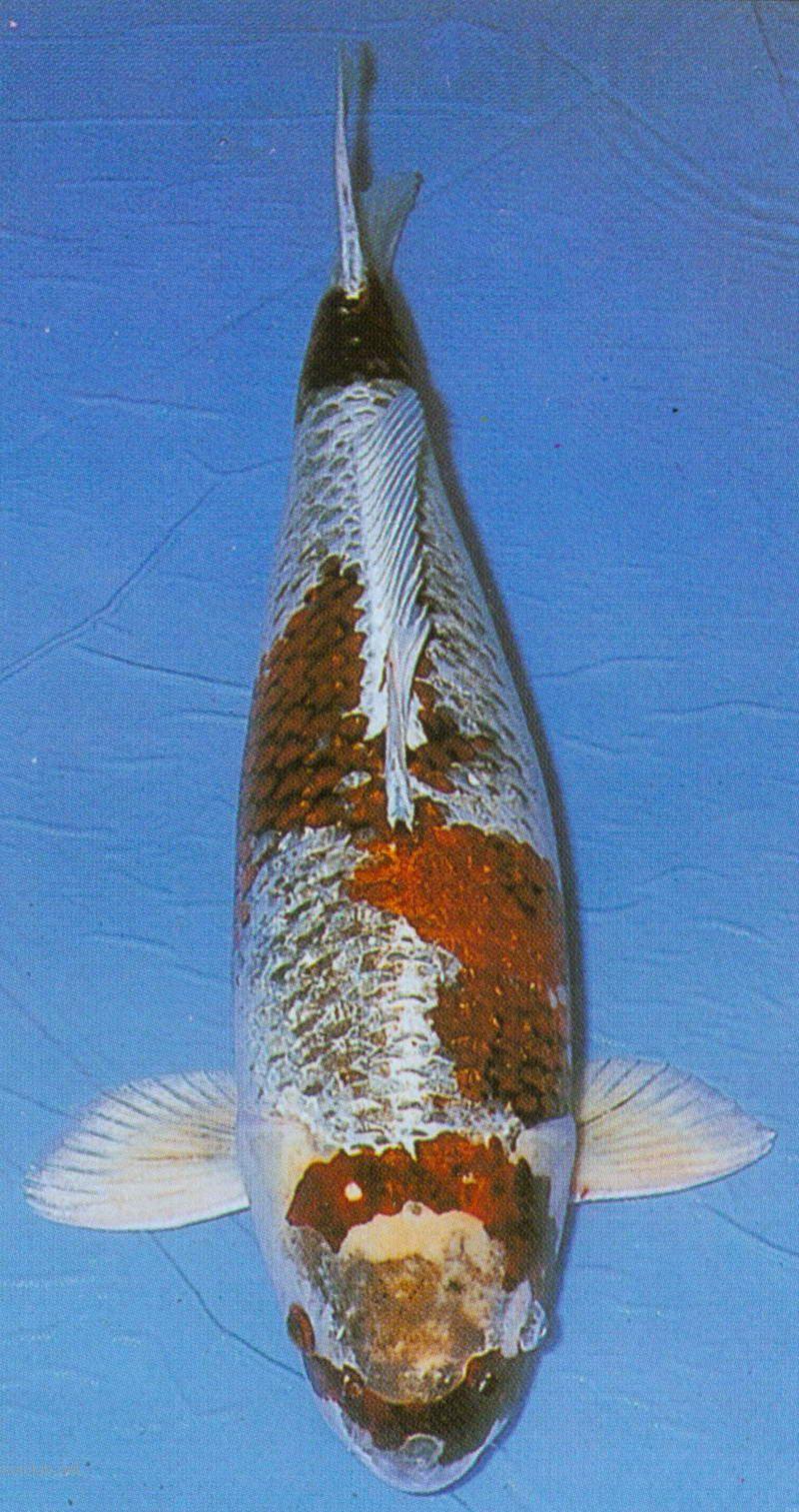 变种鲤 快懂百科