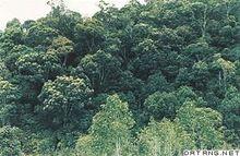 常绿阔叶林 - 快懂百科