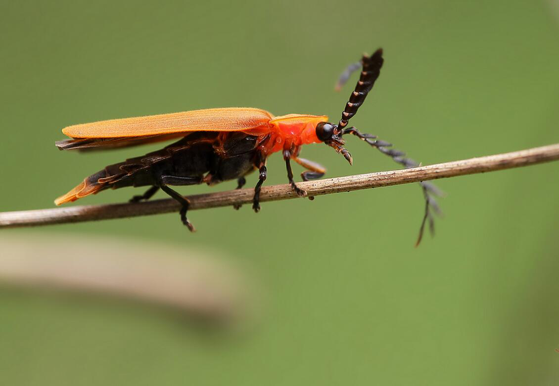 细花萤科-世界昆虫410科野外-图片