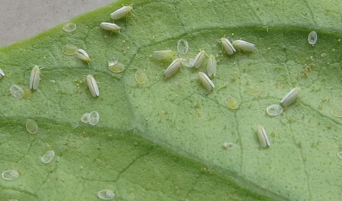 粉虱科 快懂百科