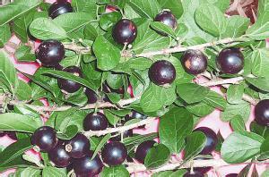 土坛树 快懂百科