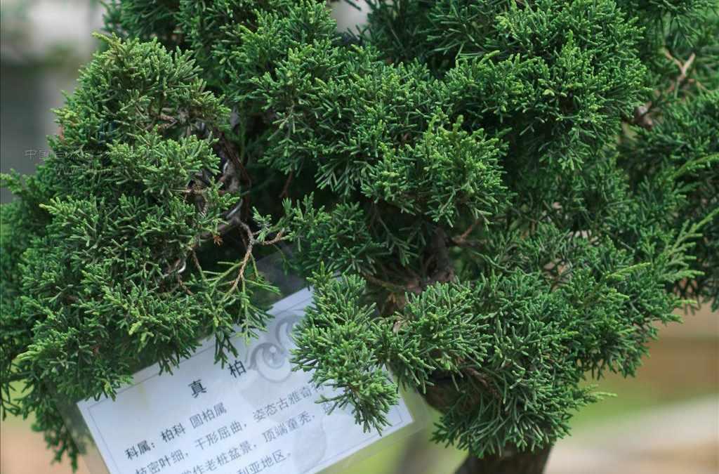 真柏 快懂百科