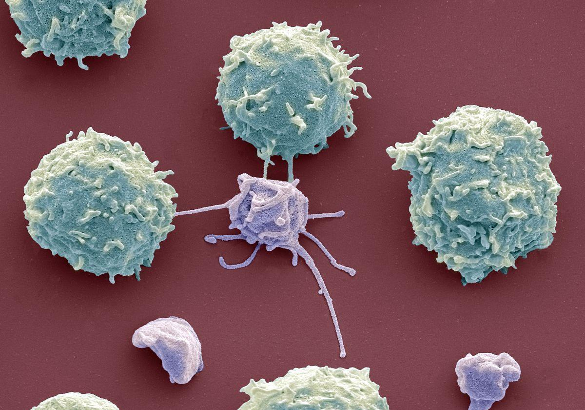 血小板如何助肿瘤君为虐_巨核细胞