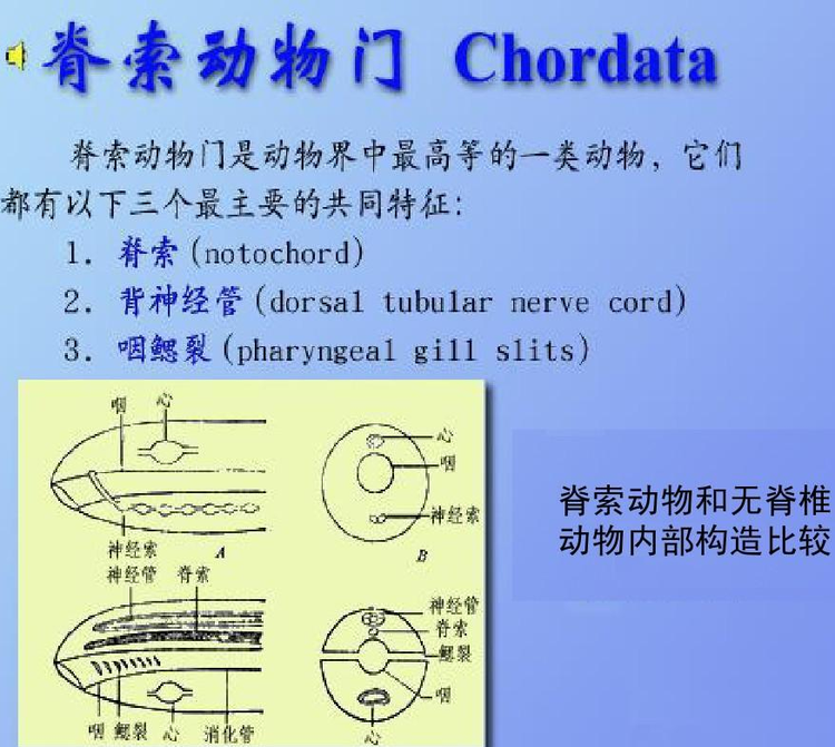 脊索动物门- 抖音百科