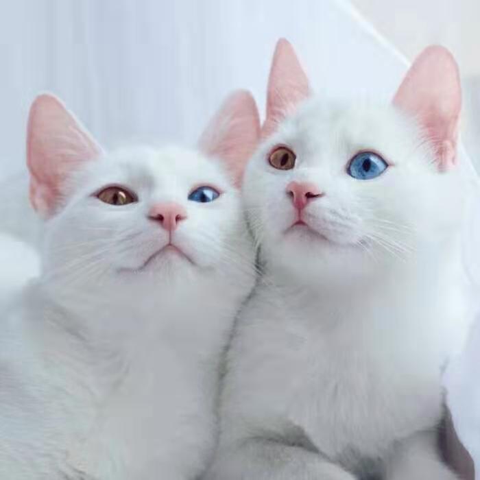 蓝银白色猫