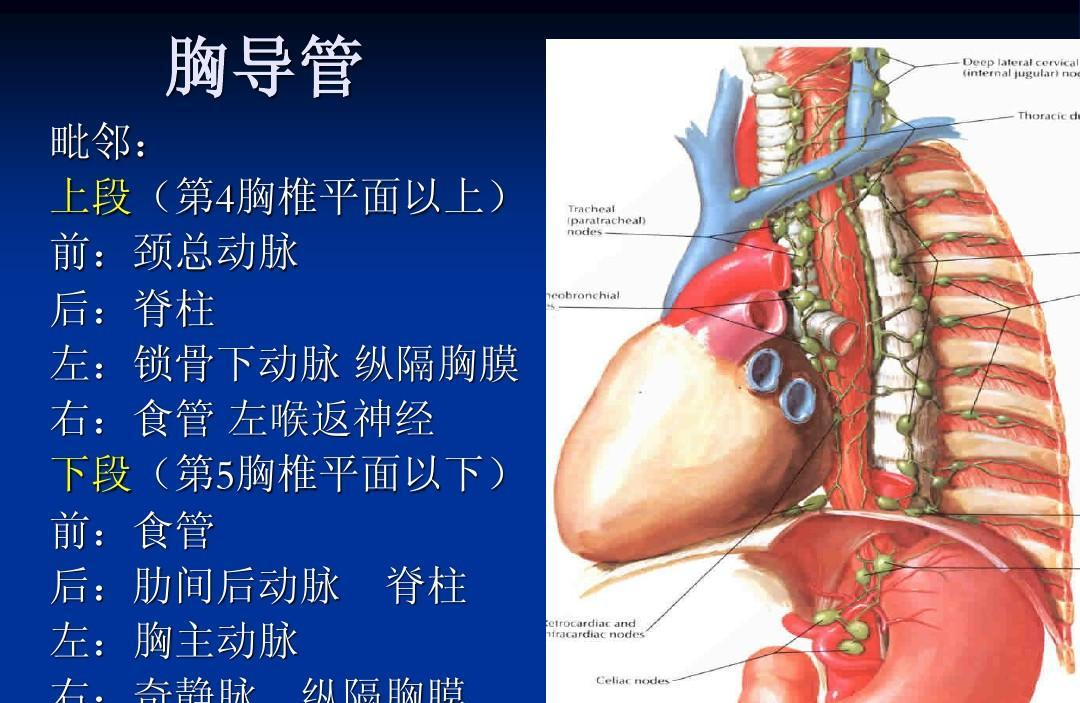 胸导管 - 快懂百科