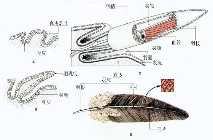 羽毛 快懂百科