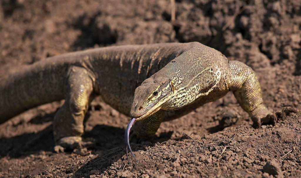 澳洲巨蜥 快懂百科