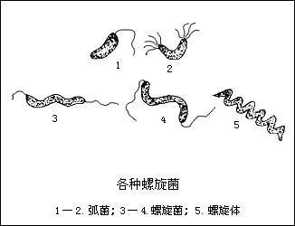 螺旋菌 快懂百科