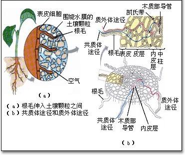 植物生理生态学 植物生理生态学 头条百科