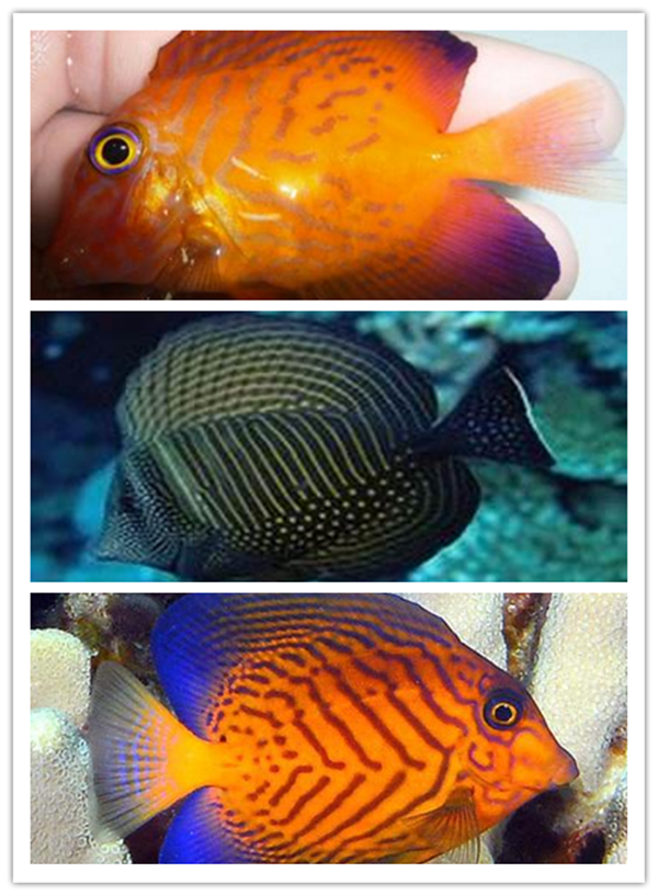 海水鱼 快懂百科