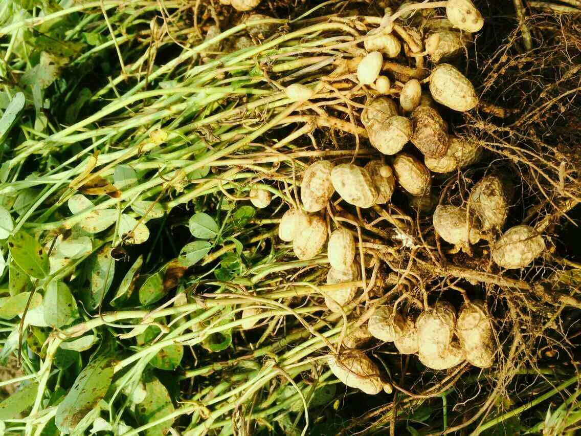 花生[双叶植物类]