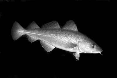 大西洋犀鳕 快懂百科