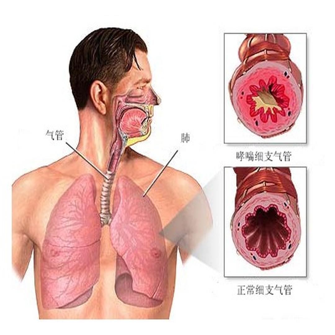 人的全身气管位置图图片