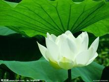 吉祥花卉 快懂百科