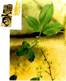 浙雁皮 快懂百科