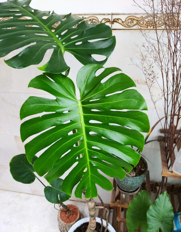 阔叶植物 - 快懂百科