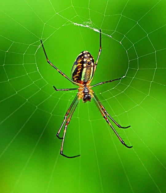 九色蜘蛛 蜘蛛科寡妇蜘蛛属动物九色蜘蛛 头条百科