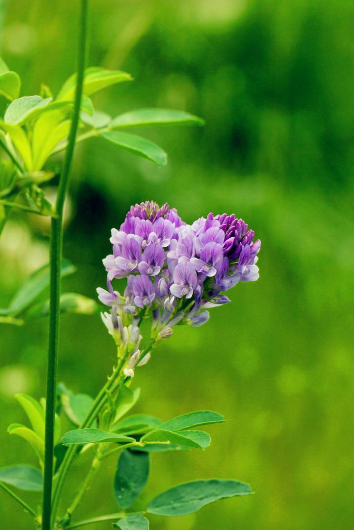 紫花苜蓿图片,养牛是喂紫花苜蓿好还是黑麦草好?