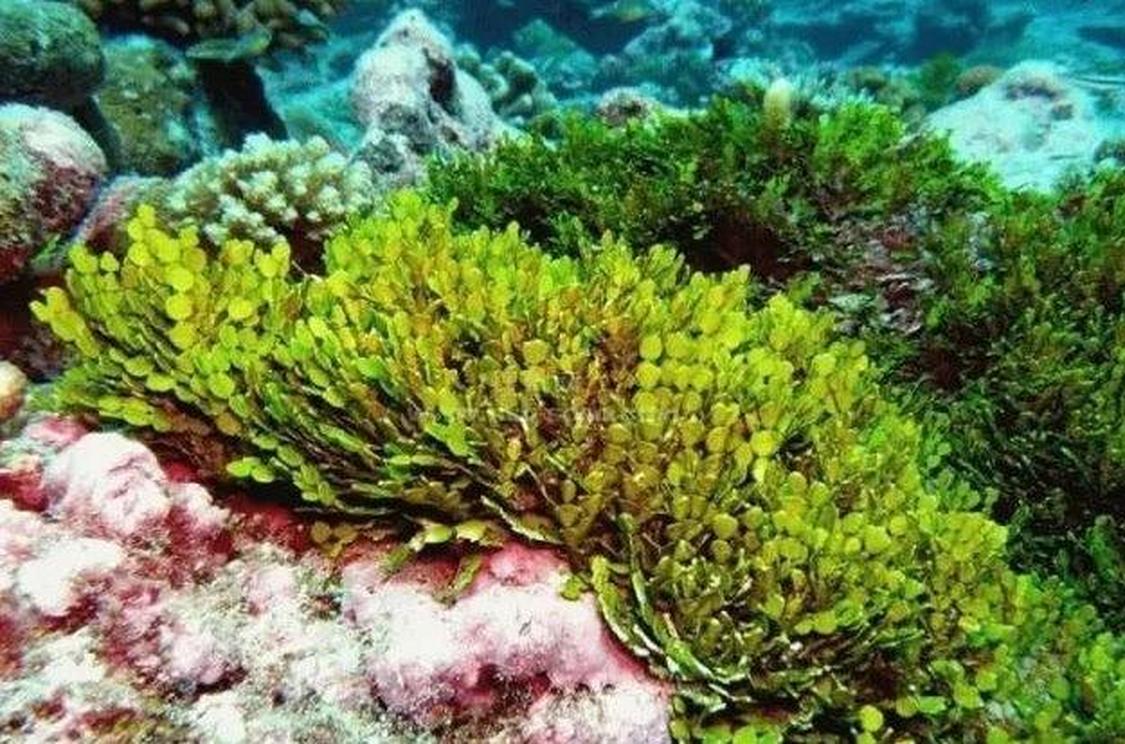 海藻 海藻 头条百科