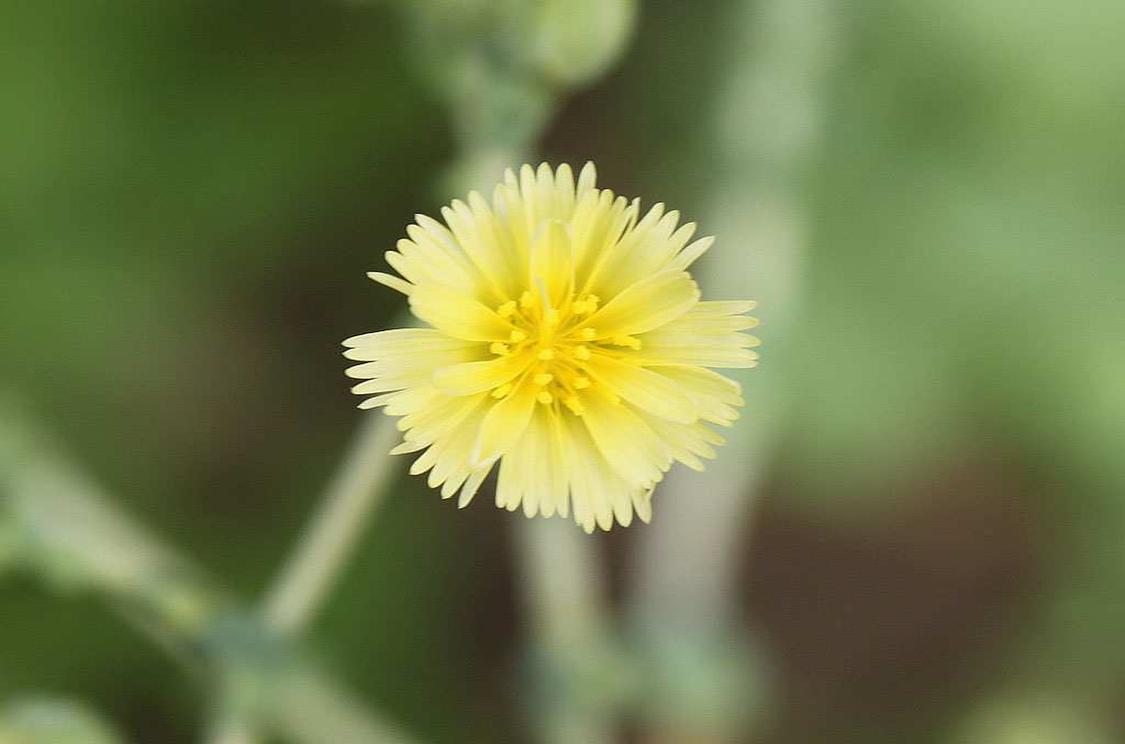 头状花序 头状花序 头条百科