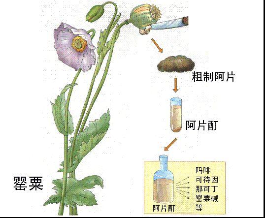 阿片 快懂百科