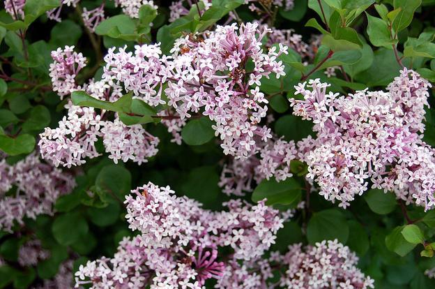 丁子香 快懂百科