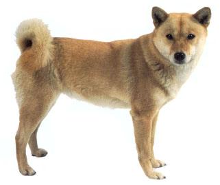 艾努犬 快懂百科