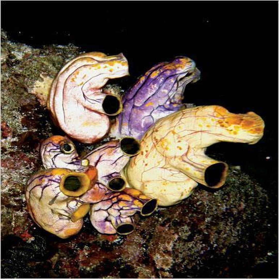 海鞘幼体图片