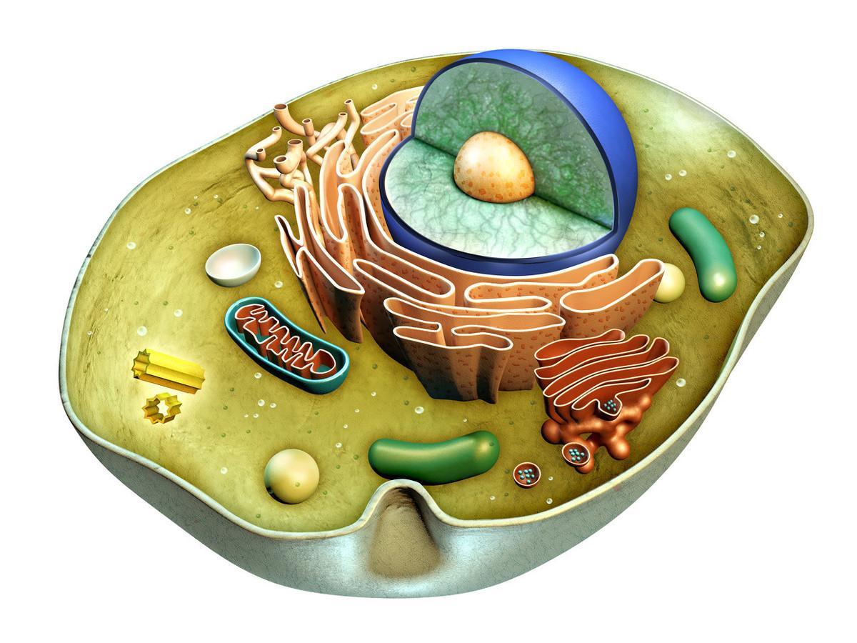 细胞核 - 互动百科