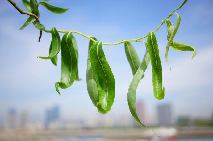 龙爪柳 快懂百科