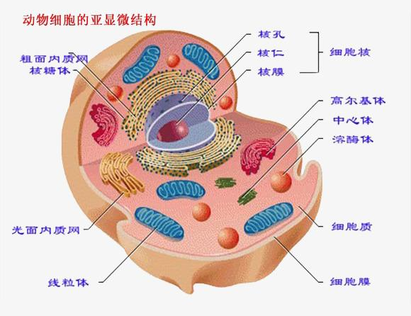 动物细胞 快懂百科